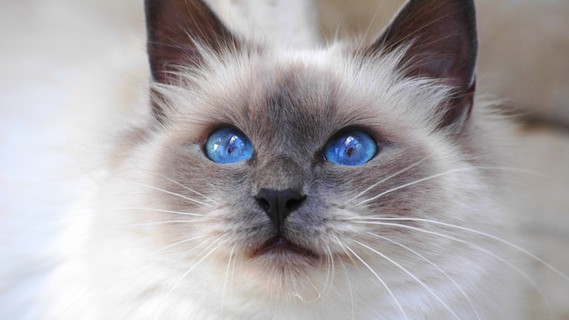 chat-siamois,-yeux-bleus-191150