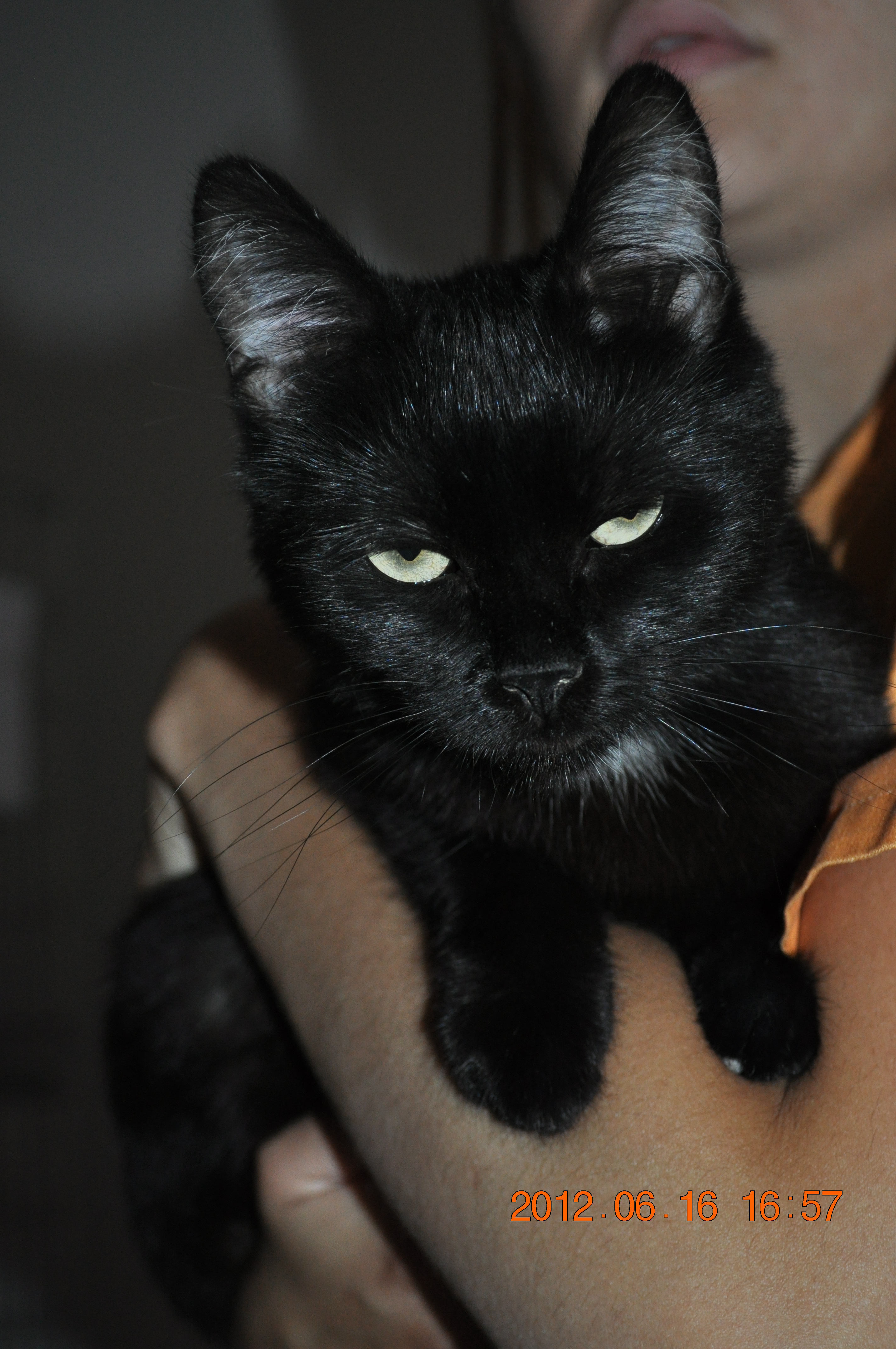 Temoignage J Ai Retrouve Mon Chat Apres Plusieurs Mois Chats Forum Animaux Doctissimo