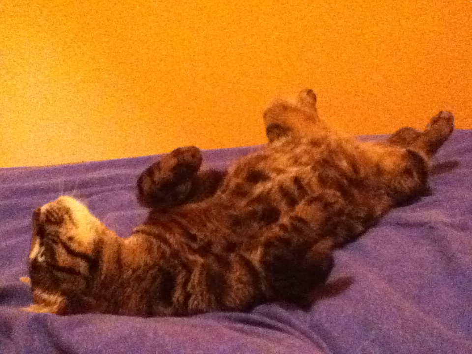 Mon Chat Dort Sur Le Dos Medecine Veterinaire Forum Animaux Doctissimo Mon Chat Dort Sur Le Dos Medecine Veterinaire Forum Animaux Doctissimo