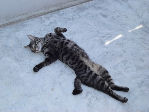 Mon Chat Dort Sur Le Dos Medecine Veterinaire Forum Animaux Doctissimo Mon Chat Dort Sur Le Dos Medecine Veterinaire Forum Animaux Doctissimo
