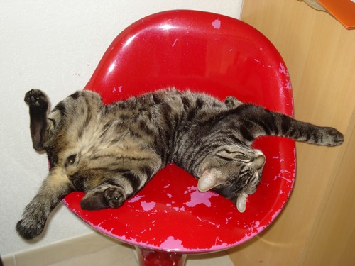Mon Chat Dort Sur Le Dos Medecine Veterinaire Forum Animaux Doctissimo Mon Chat Dort Sur Le Dos Medecine Veterinaire Forum Animaux Doctissimo