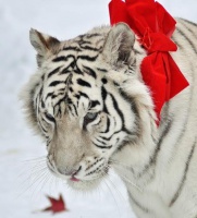 christmas-tiger-2009-12-22-20-15-5