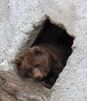 un-ours-qui-dort