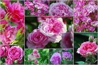 Roses fushia
