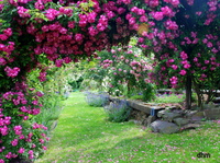 Jardin rose