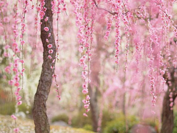 Cerisier-en-fleurs-au-Japon