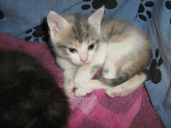 Chaton Male 3 Couleurs Chats Forum Animaux Doctissimo Chaton Male 3 Couleurs Chats Forum Animaux Doctissimo