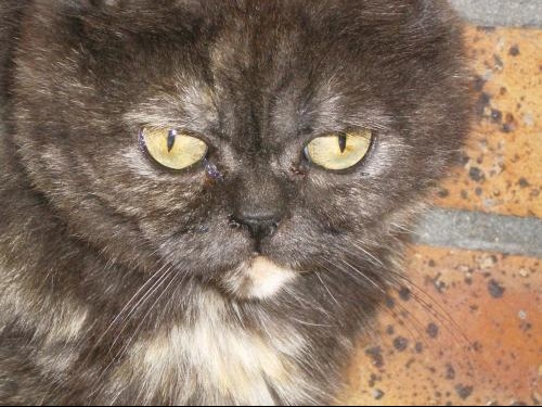 chat vomis