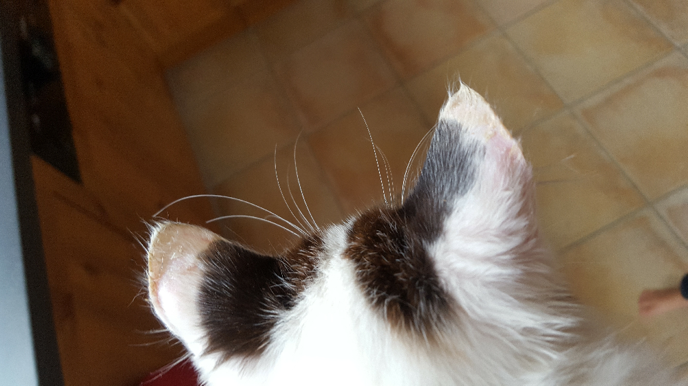 Coup de soleil oreilles chaton blanc - La santé de votre ...