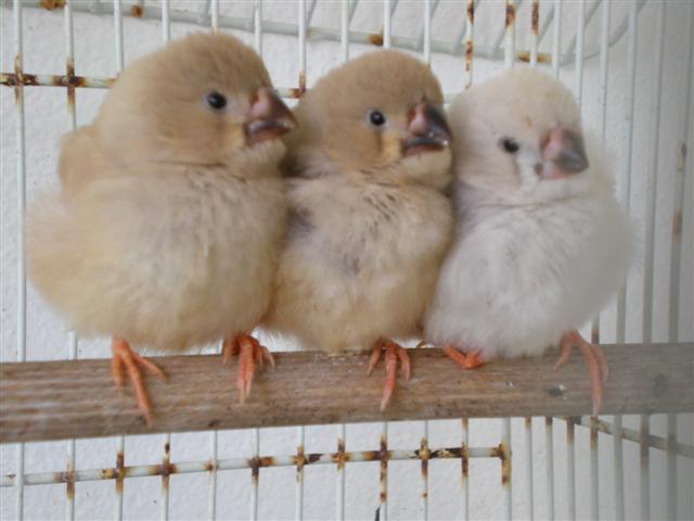 Oisillons Mandarins Blanc A Bec Rose Photo Oiseaux Forum Animaux Doctissimo Oisillons Mandarins Blanc A Bec Rose Photo Oiseaux Forum Animaux Doctissimo