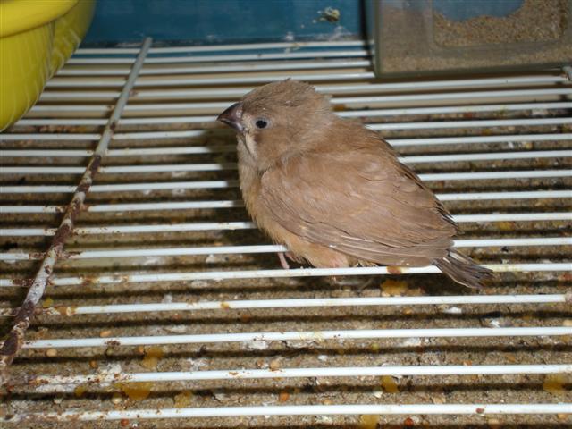 Oisillons Mandarins Blanc A Bec Rose Photo Oiseaux Forum Animaux Doctissimo