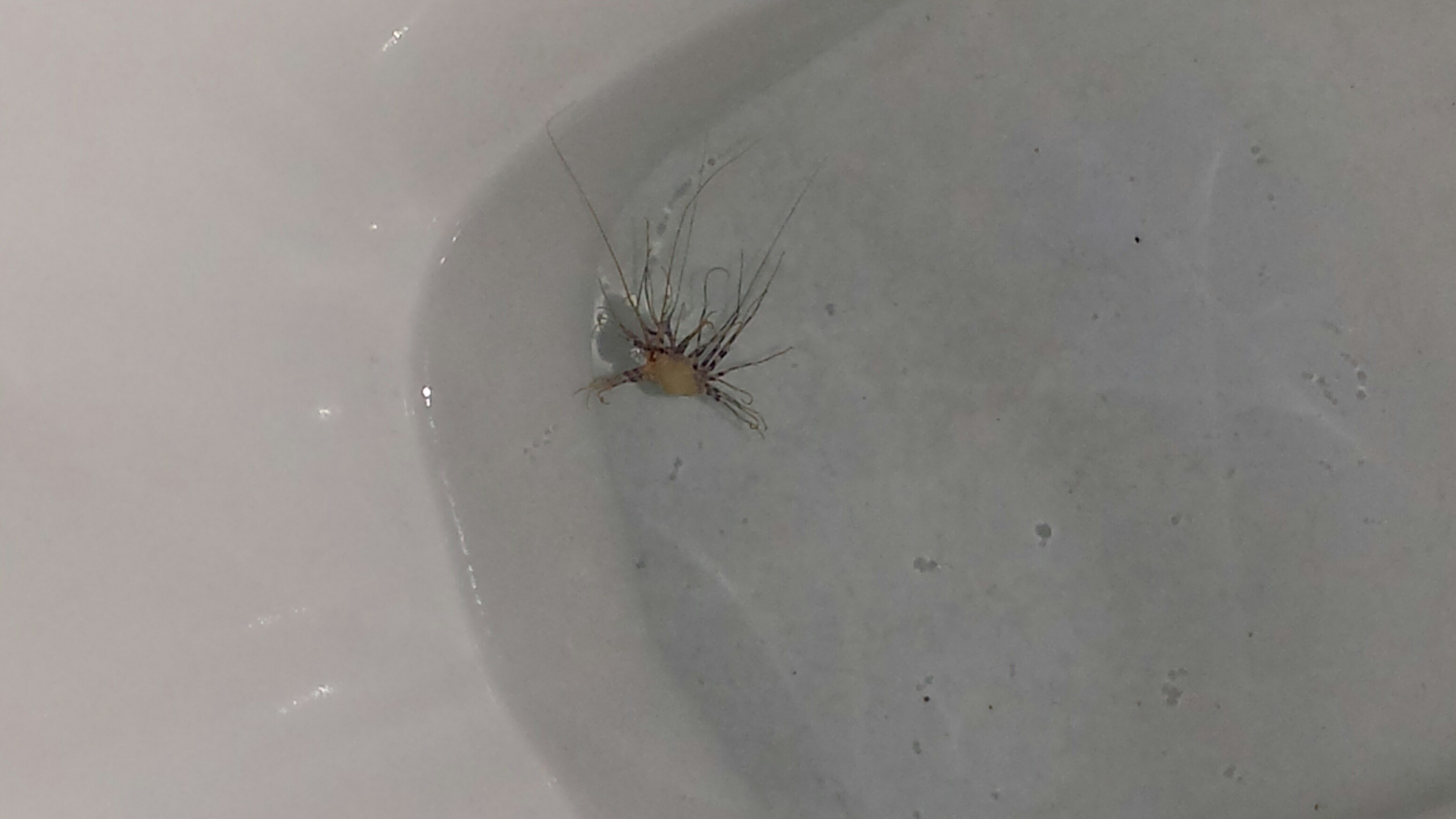 Petit Ver Noir Dans La Cuvette Des Toilettes Drole De Bebete Dans Mes Toilettes Aquariums Et Vivariums Forum Animaux