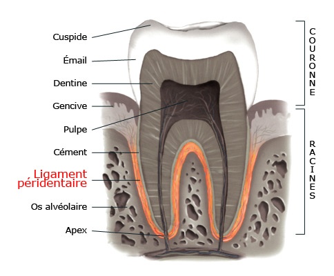 periodontal_ligament_fr