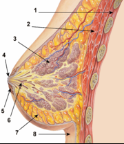 180px-Breast_anatomy_normal_scheme