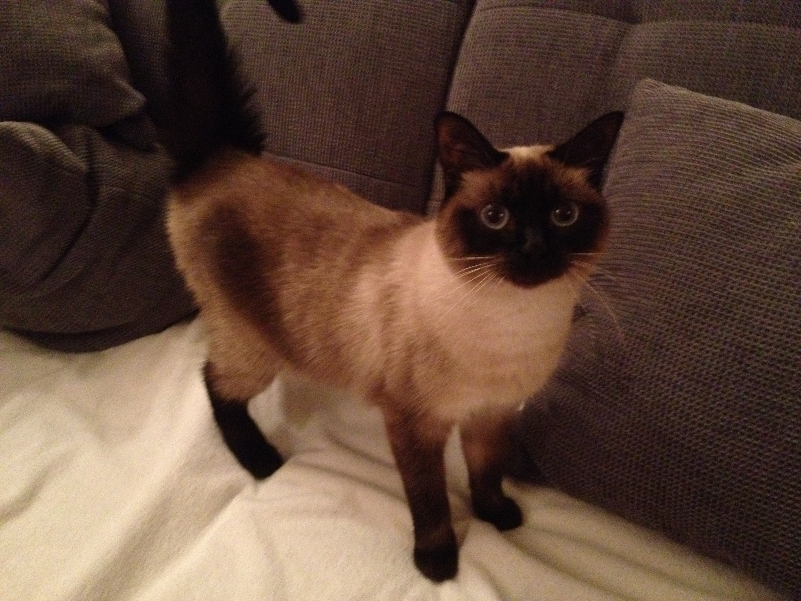 Mon Chat A Peur De Moi Et Je Le Deteste Chats Forum Animaux