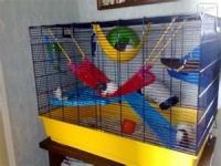 cage rat