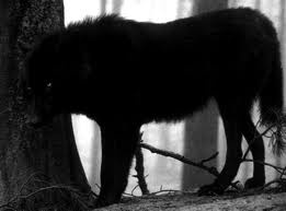 loup noir1