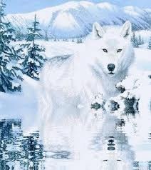 loup blanc1