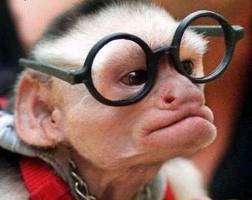 singe à lunettes