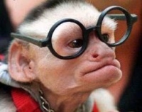 singe à lunettes