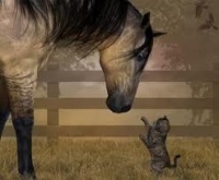 cheval et chaton