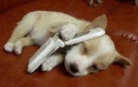 chien téléphone