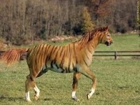 tigre cheval