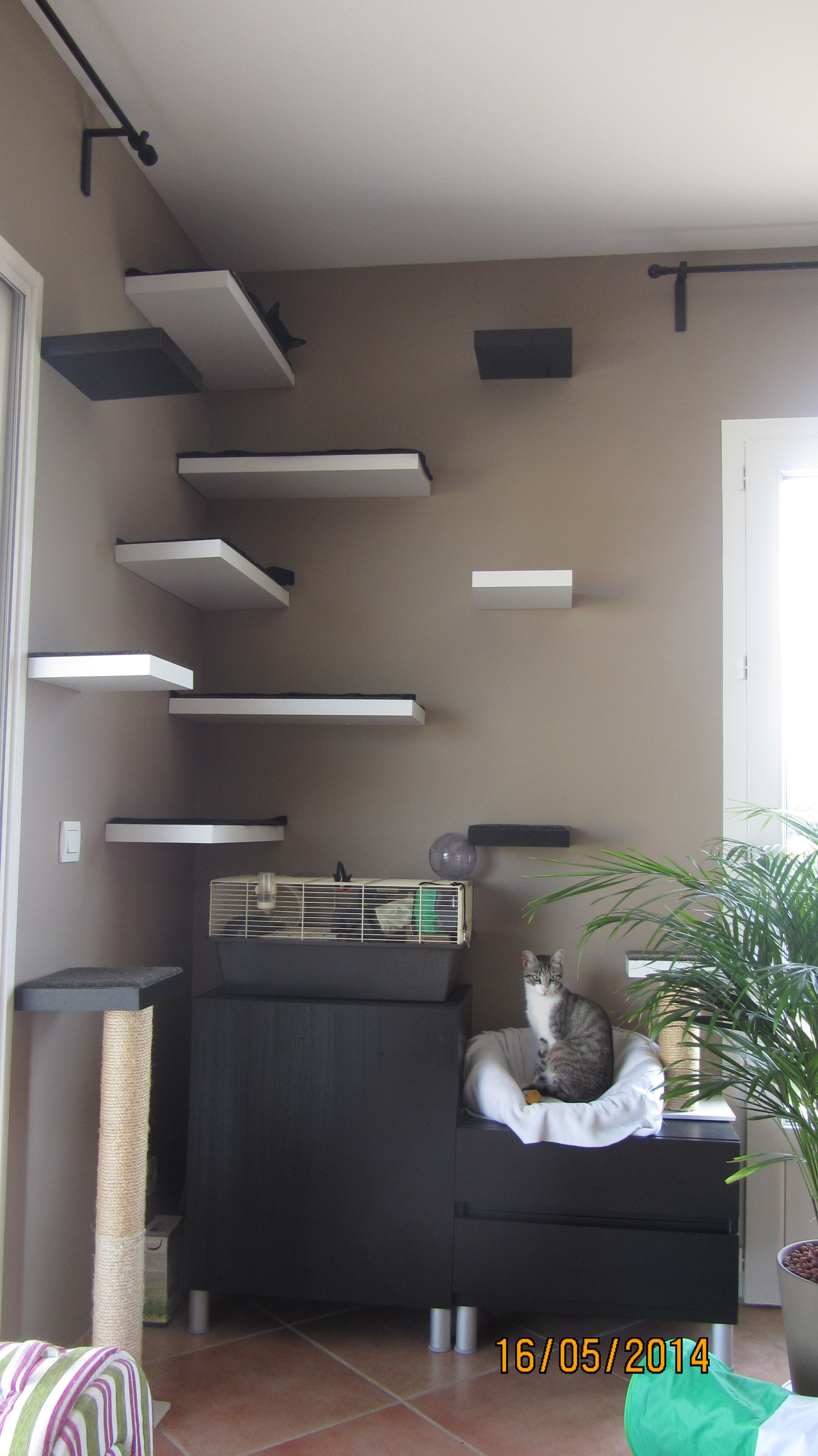 Conseils Pour Mur A Chat Maison Chats Forum Animaux Doctissimo