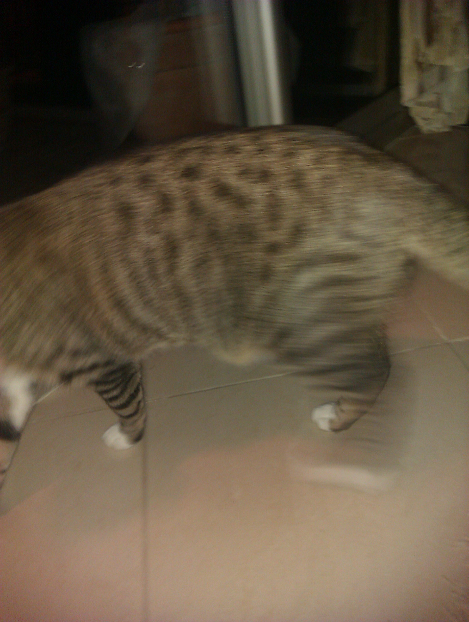 Ventre Flasque Chats Forum Animaux Doctissimo Ventre Flasque Chats Forum Animaux Doctissimo