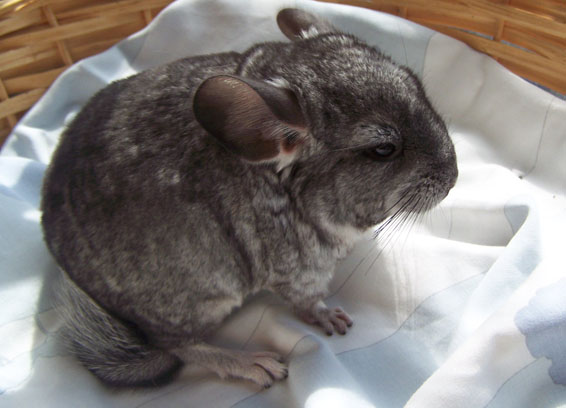 Bebe Chinchilla Mamans Et Futures Mamans De Belgique Forum Grossesse Amp Bebe Doctissimo Bebe Chinchilla Mamans Et Futures Mamans De Belgique Forum Grossesse Amp Bebe Doctissimo