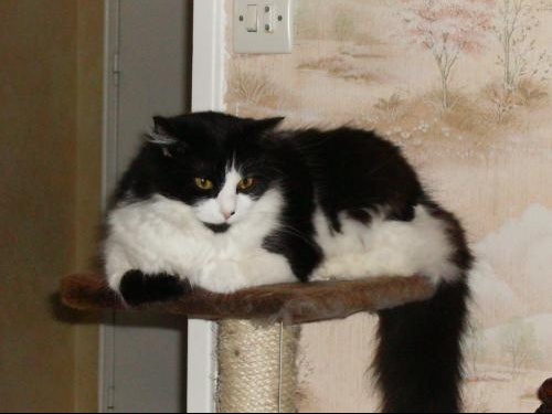 Avis Aux Connaisseurs D Angora Turc Chats Forum Animaux Avis Aux Connaisseurs D Angora Turc Chats Forum Animaux