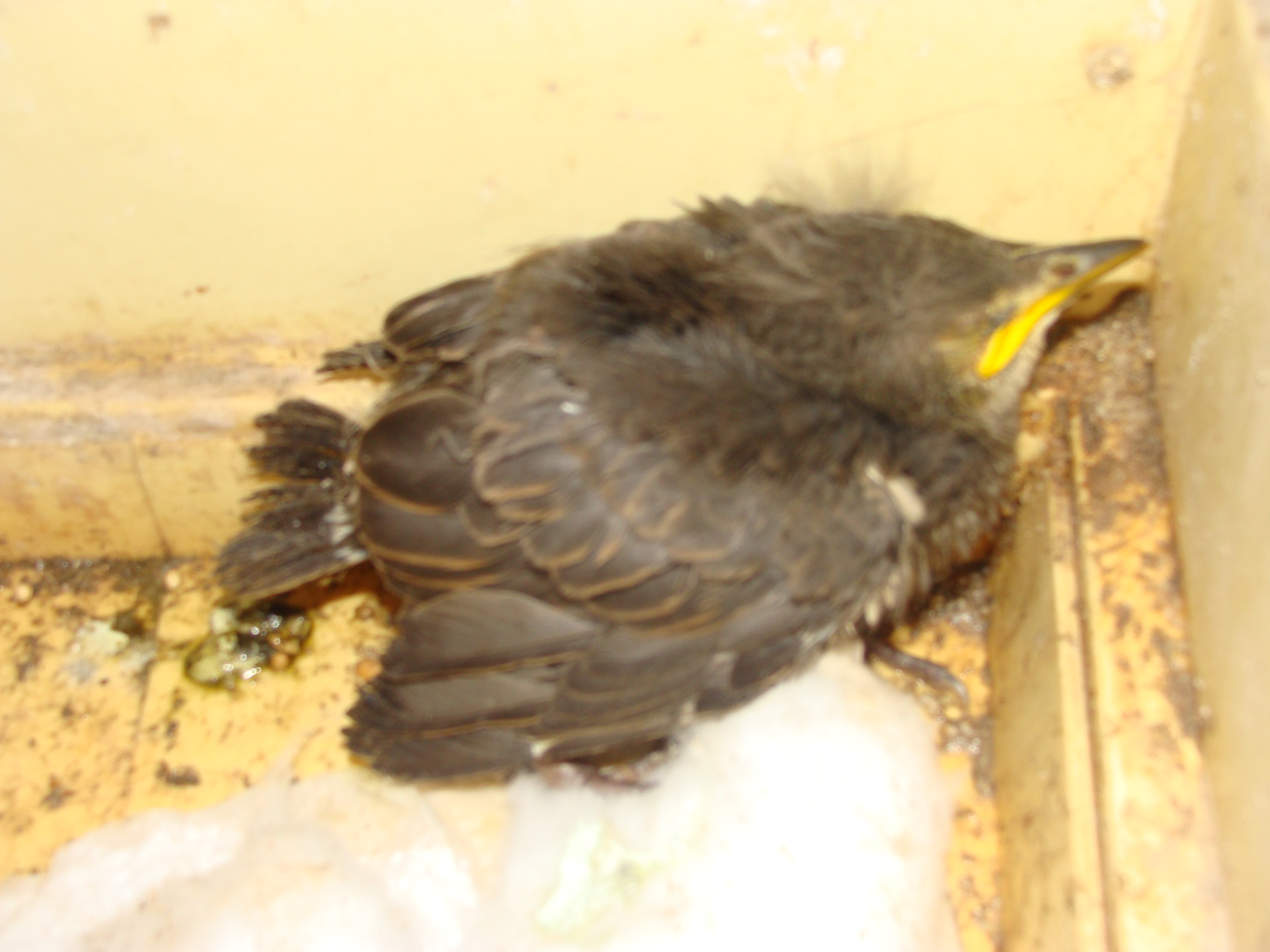 Urgent Oiseau Tombe Du Nid Quelle Espece Svp Oiseaux Forum Animaux Doctissimo Urgent Oiseau Tombe Du Nid Quelle Espece Svp Oiseaux Forum Animaux Doctissimo
