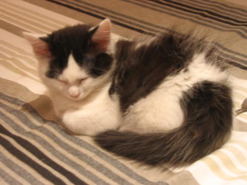 Avis Aux Connaisseurs D Angora Turc Chats Forum Animaux Doctissimo Avis Aux Connaisseurs D Angora Turc Chats Forum Animaux Doctissimo