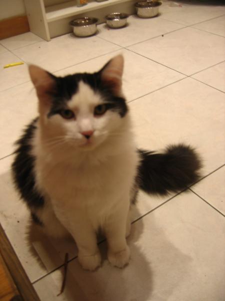 Avis Aux Connaisseurs D Angora Turc Chats Forum Animaux Doctissimo Avis Aux Connaisseurs D Angora Turc Chats Forum Animaux Doctissimo