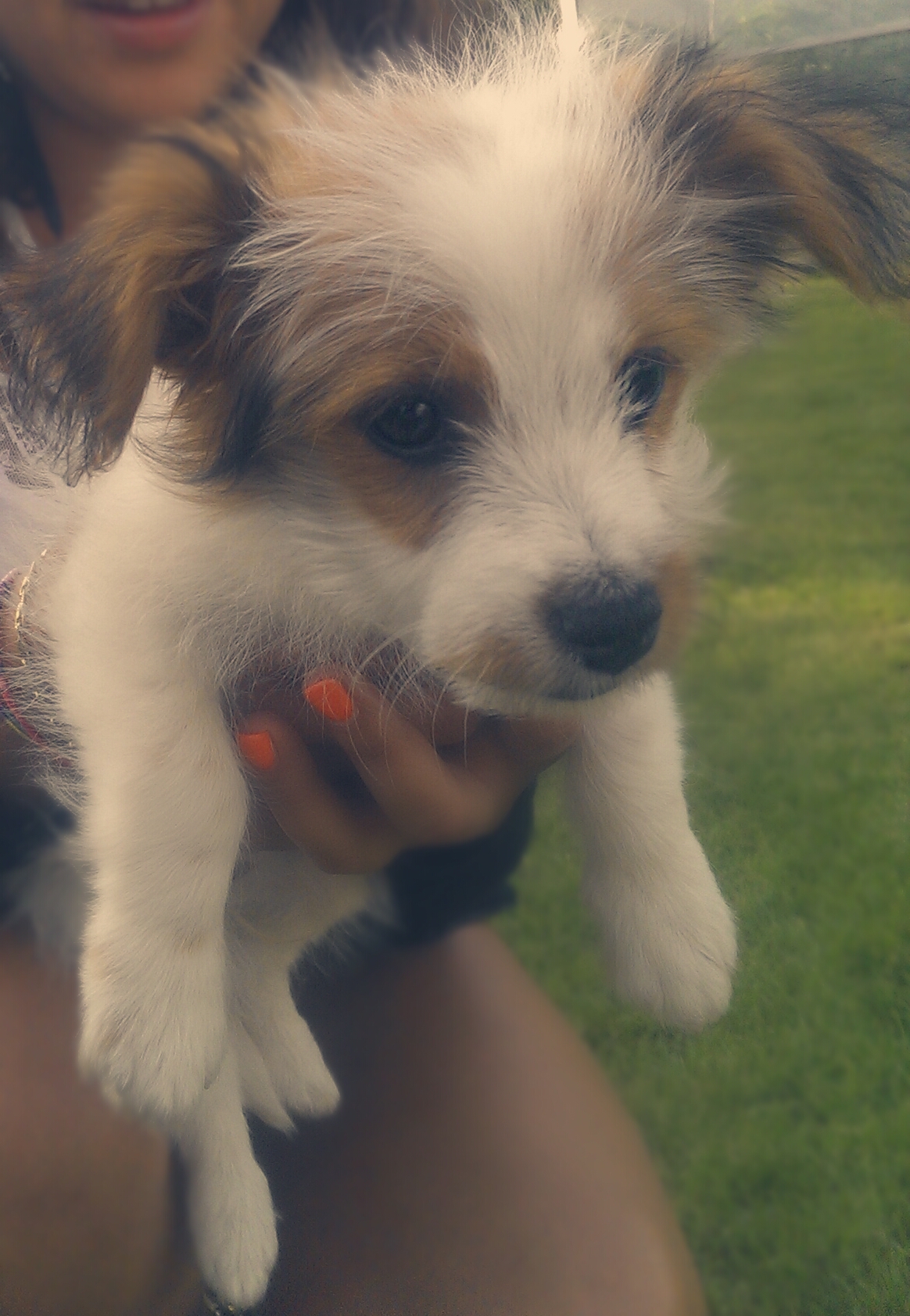 Help Chiot De Quelle Race Sagit Il Chiens Forum Animaux