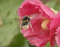 pollen-abeille