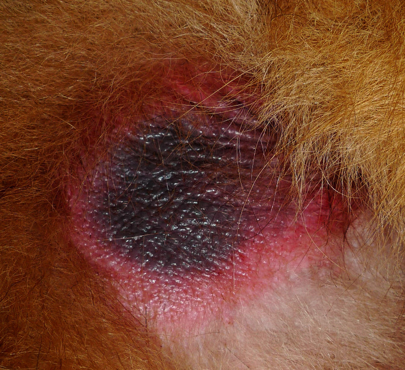 Mycose Sur Un Tervueren Medecine Veterinaire Forum Animaux