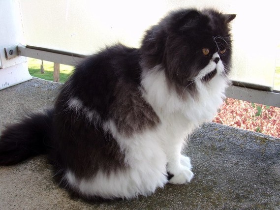 Mon Chat Joue Violemment Avec Mon Chaton Education Et Comportement Felin Chats Forum Animaux Doctissimo Mon Chat Joue Violemment Avec Mon Chaton Education Et Comportement Felin Chats Forum Animaux Doctissimo
