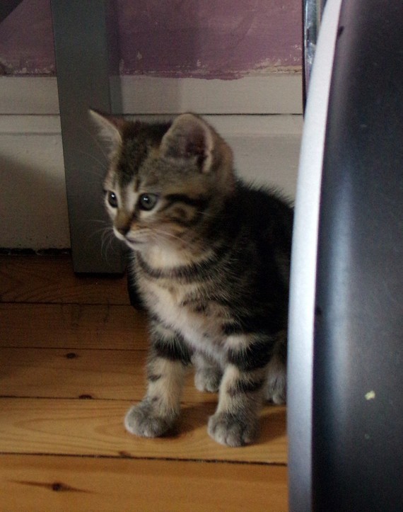 Mon Chat Joue Violemment Avec Mon Chaton Mon Chat Joue Violemment Avec Mon Chaton