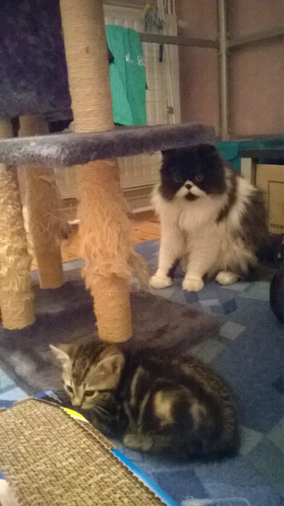 Mon Chat Joue Violemment Avec Mon Chaton Education Et Comportement Felin Chats Forum Animaux Doctissimo Mon Chat Joue Violemment Avec Mon Chaton Education Et Comportement Felin Chats Forum Animaux Doctissimo