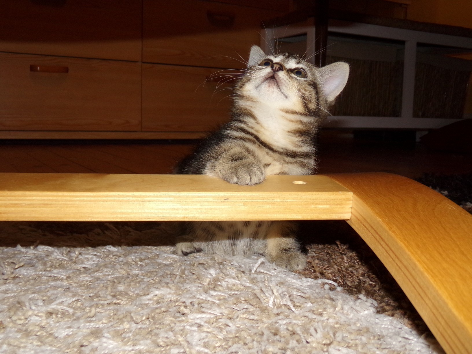 Mon Chat Joue Violemment Avec Mon Chaton Education Et Comportement Felin Chats Forum Animaux Doctissimo Mon Chat Joue Violemment Avec Mon Chaton Education Et Comportement Felin Chats Forum Animaux Doctissimo