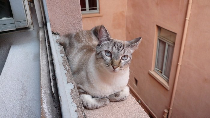 Croise Oriental Et Vous Chats Forum Animaux Doctissimo