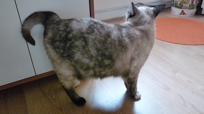 Chat Naissant Avec Queue Coupee Chats Forum Animaux Doctissimo Chat Naissant Avec Queue Coupee Chats Forum Animaux Doctissimo