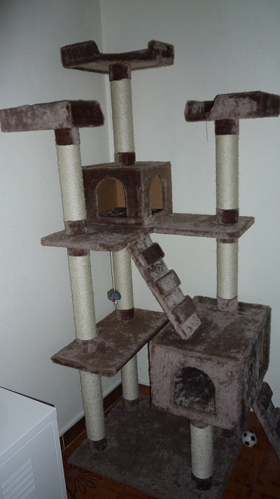 Ou Acheter Arbre A Chat Chats Forum Animaux Ou Acheter Arbre A Chat Chats Forum Animaux