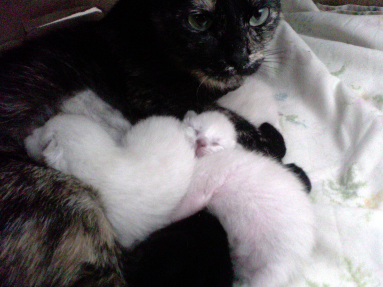 Queues De Chats Cassee Au Bout Chats Forum Animaux Doctissimo Queues De Chats Cassee Au Bout Chats Forum Animaux Doctissimo