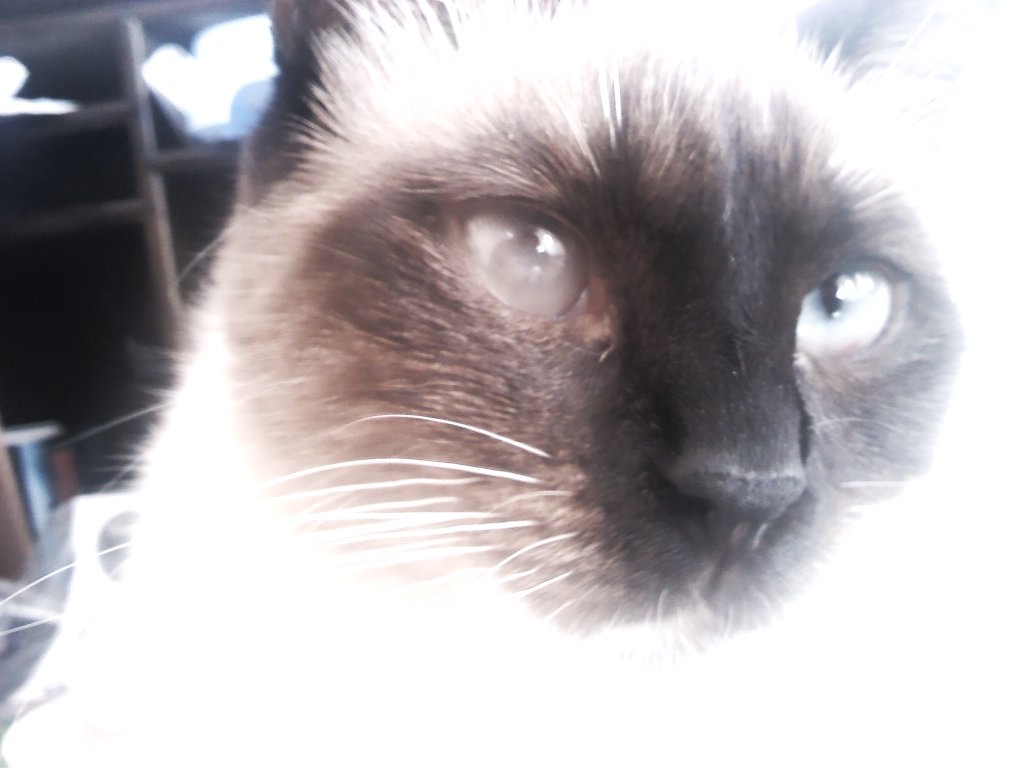 Elle Maintient Un Oeil Ferme Conjonctivite Chats Forum Animaux Doctissimo Elle Maintient Un Oeil Ferme Conjonctivite Chats Forum Animaux Doctissimo