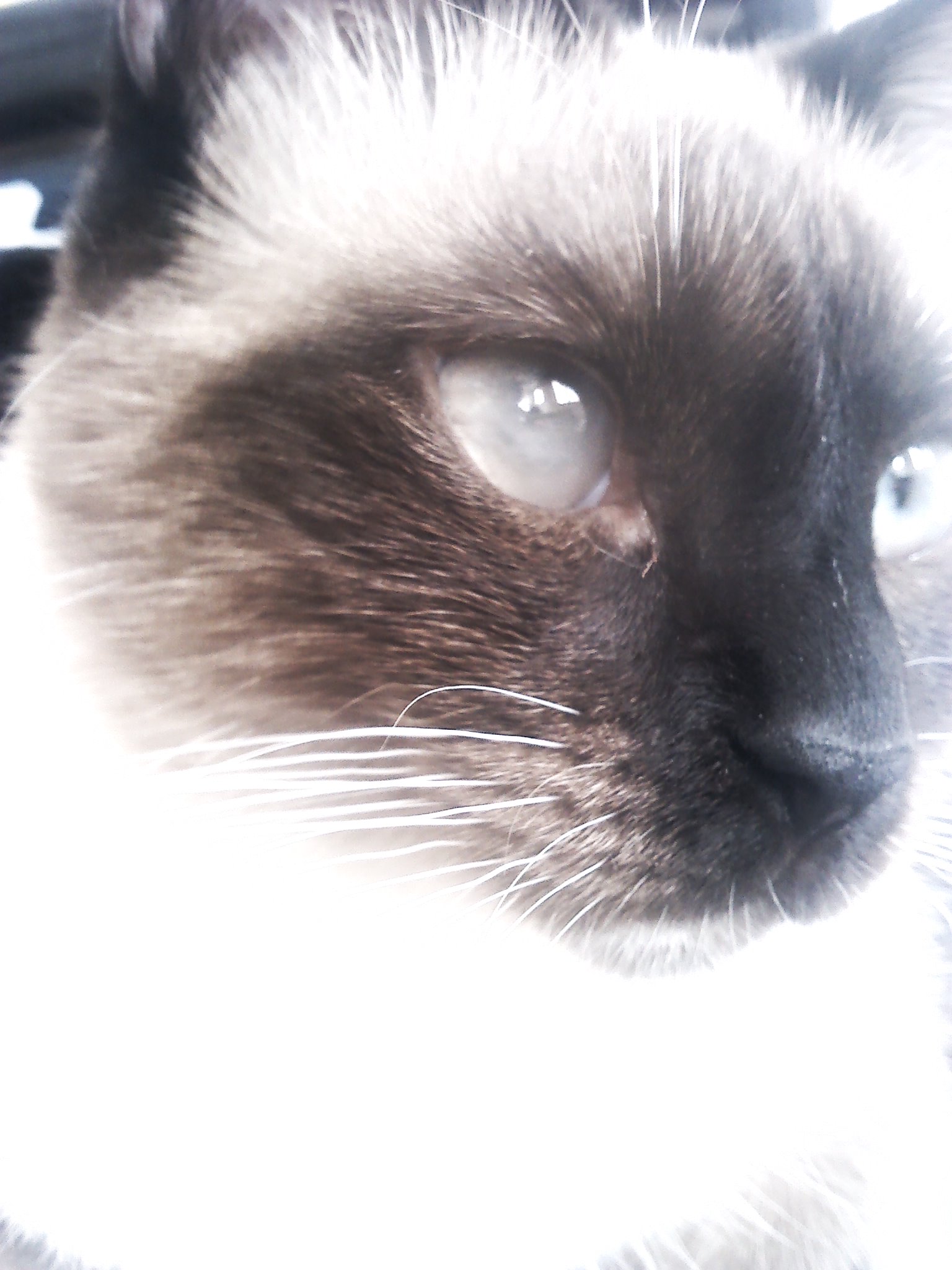 Elle Maintient Un Oeil Ferme Conjonctivite Chats Forum Animaux Doctissimo Elle Maintient Un Oeil Ferme Conjonctivite Chats Forum Animaux Doctissimo