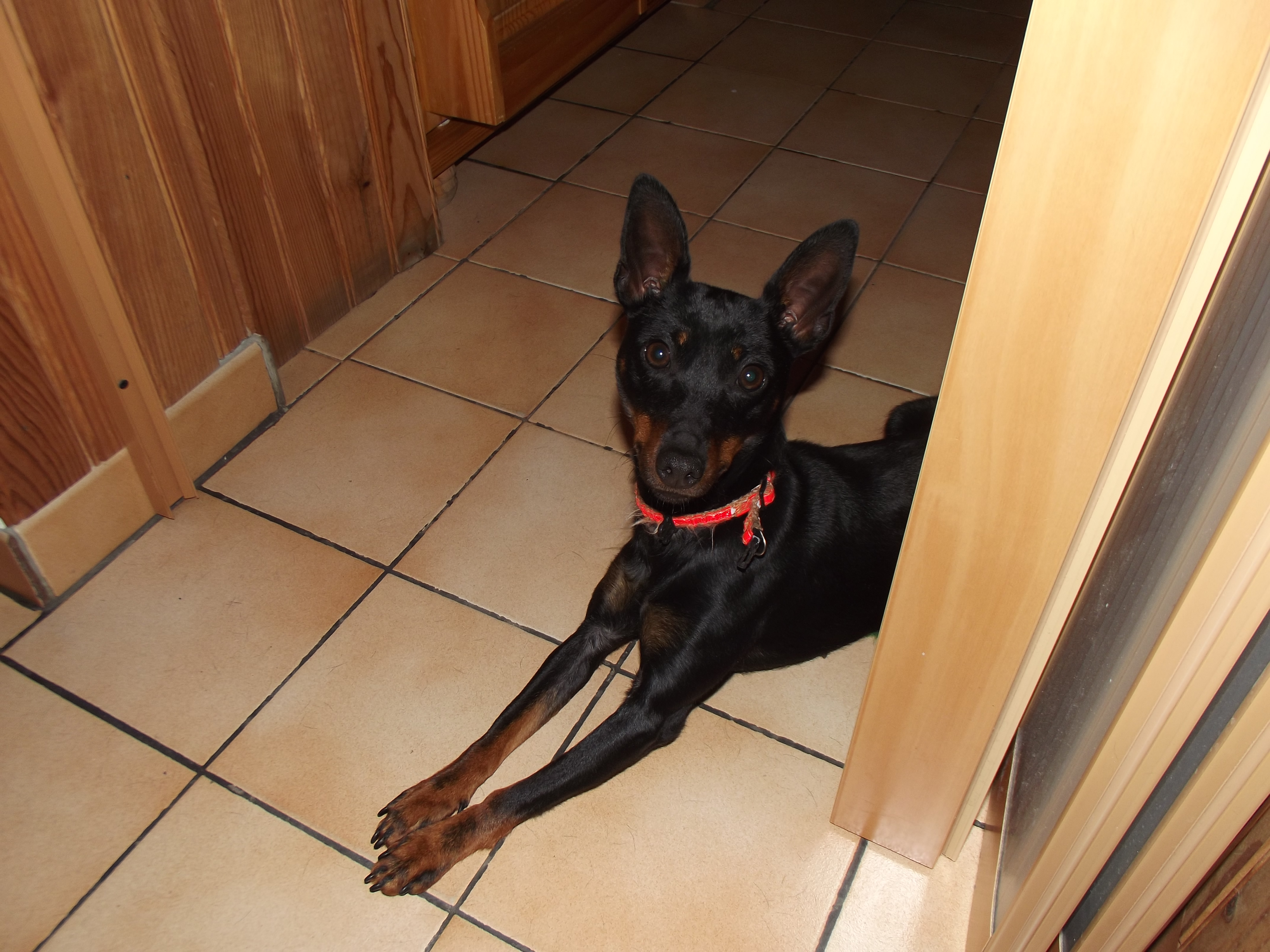 Alimentation Chien Pinscher Nain Chiens Forum Animaux Doctissimo