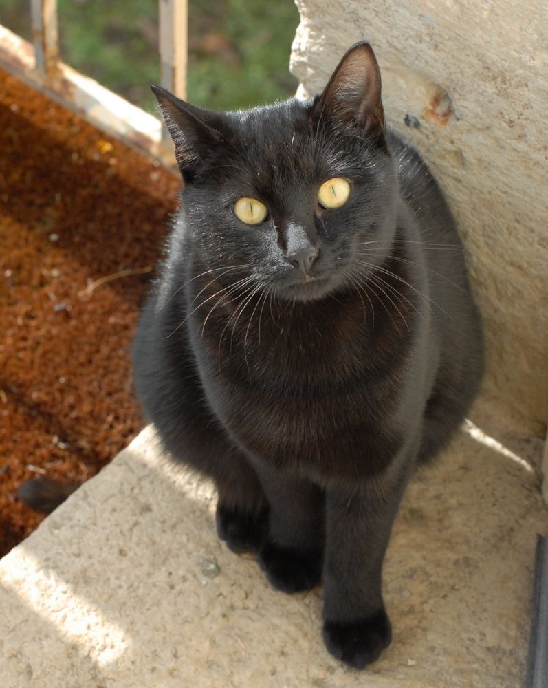 Retrouver Mon Chat Par Radiesthesie Astrologie Forum Psychologie Doctissimo Retrouver Mon Chat Par Radiesthesie Astrologie Forum Psychologie Doctissimo