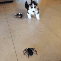 le chien et l'araignée